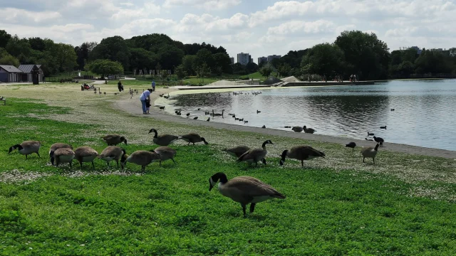 Parcgeorgesvalbon Canardscoti